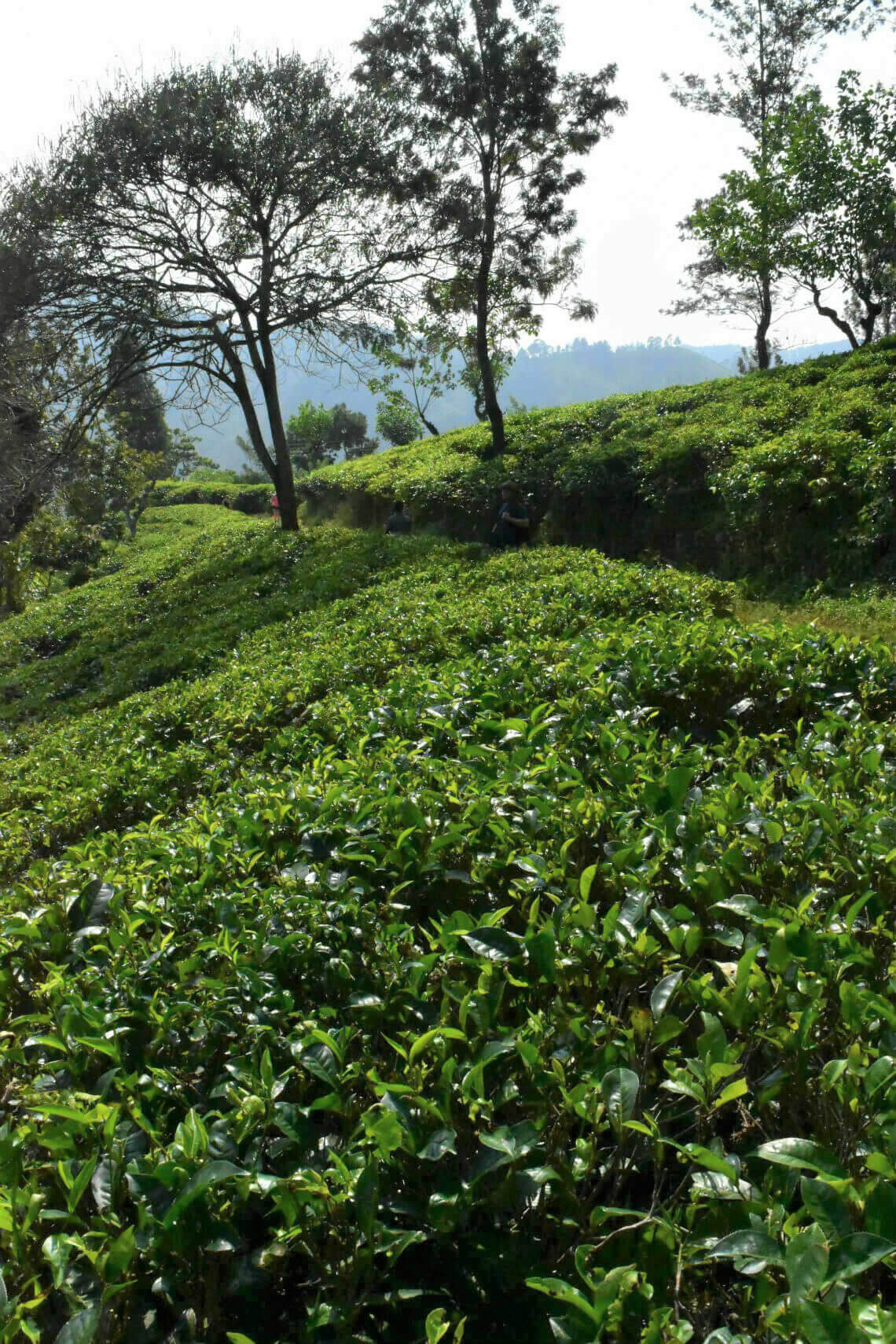 Expansive Tea Plantation