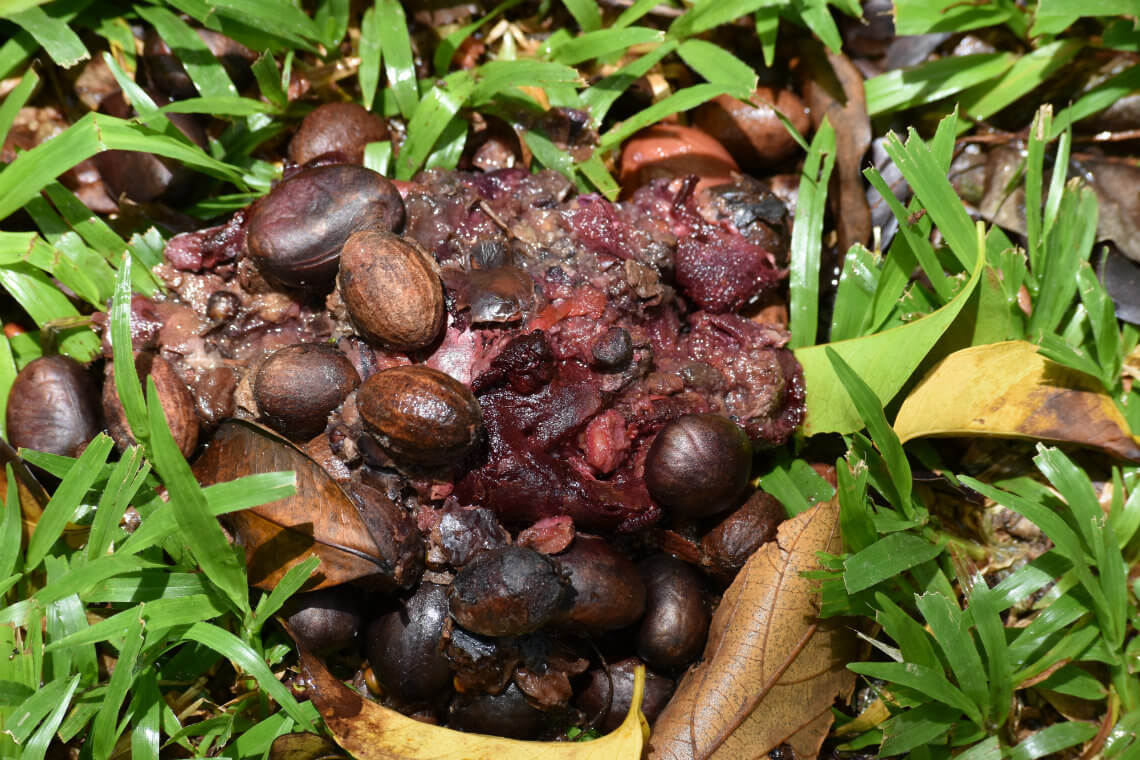 Colourful Cassowary Poo