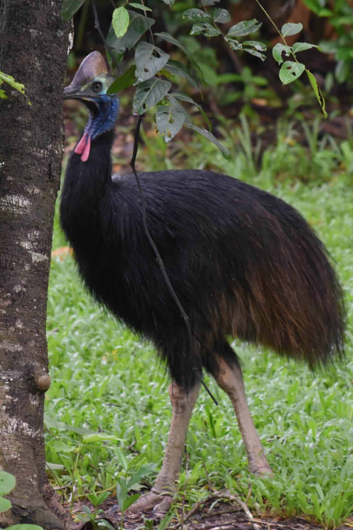 Young Cassowary
