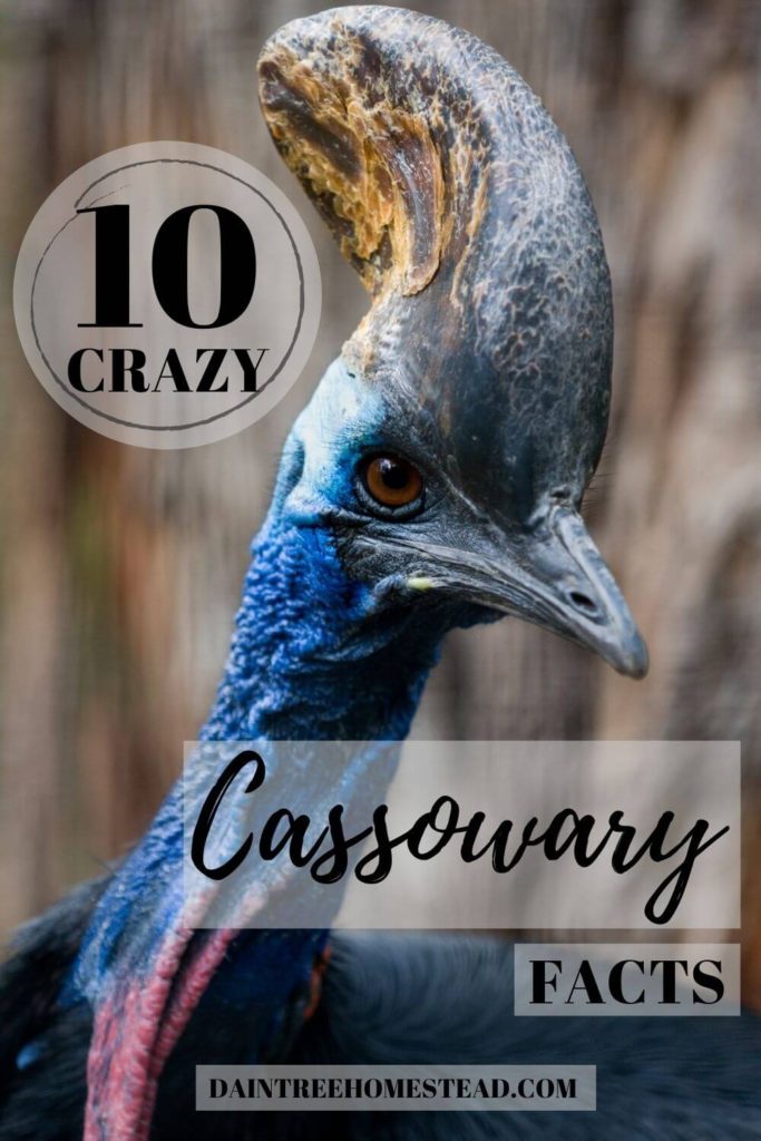 10 Crazy Cassowary Facts