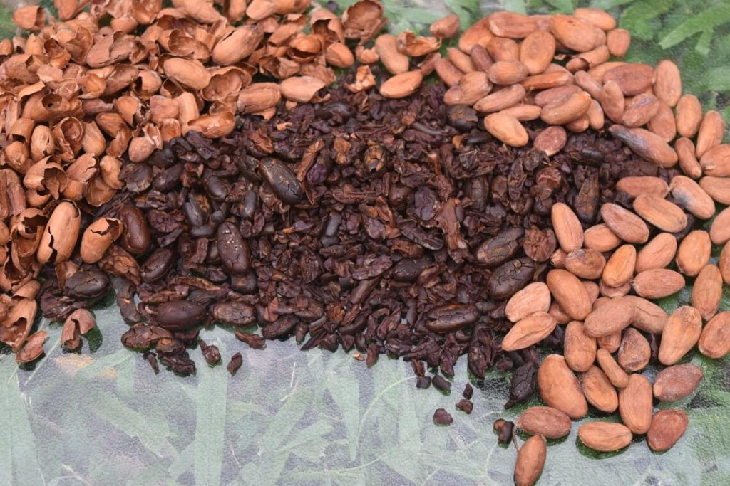Shelled Cacao Beans