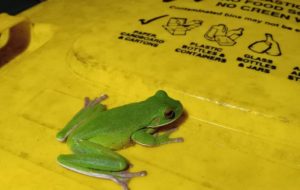 White-Lipped Tree Frog on Recycling Bin