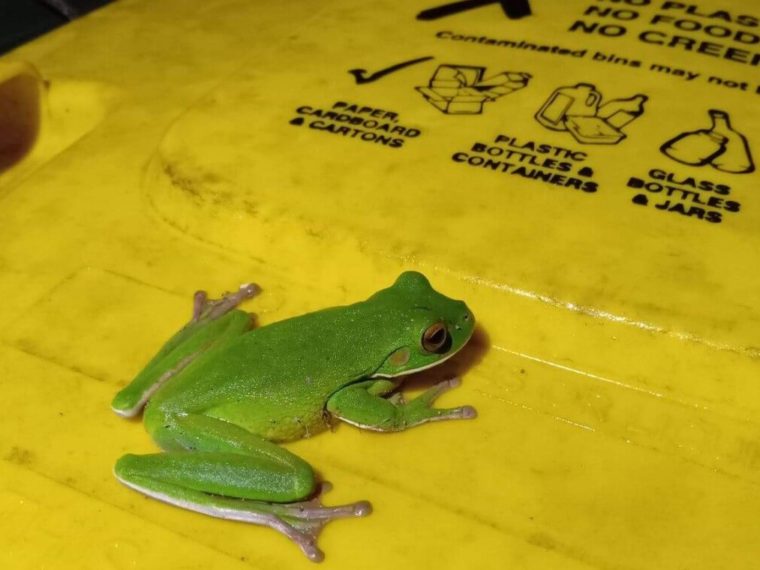 White-Lipped Tree Frog on Recycling Bin