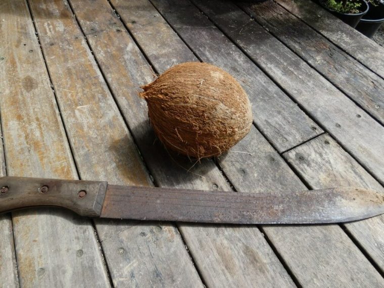 Mature Coconut with Machete